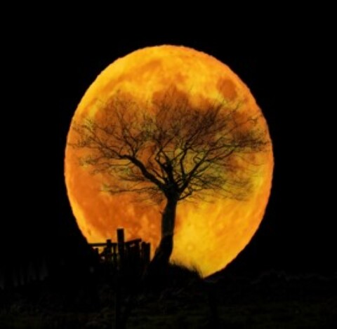 2nd Composite: Moon & Tree - Isobel Shaw