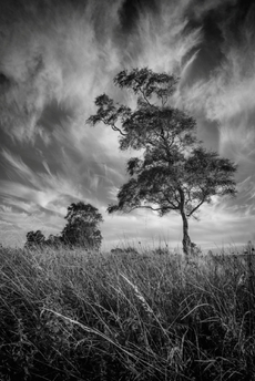 1st - Bending birch - Derrick Phillips