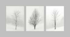 1st Tree Tryptych - Phil Hobbs