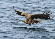 1st - White Tailed Eagle - Michael Kelso