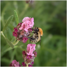 2nd - Bombus Pascuorum - Andrew Hall