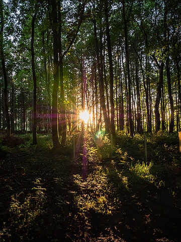 Joint 3rd Light through the trees - Isobel Shaw