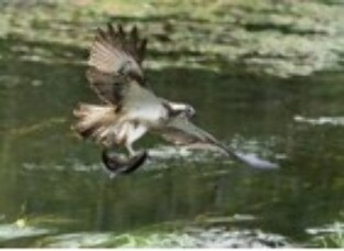 3rd equal - Osprey with Catch - Michael Kelso