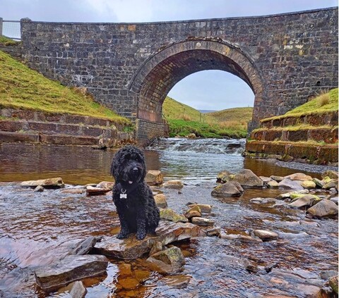 1st Bonnie at Tibbies Bridge - Tom Nelson