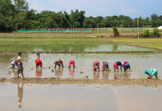 A Smile Amongst the Rice Fields - Angela Brownlie