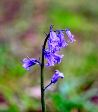 Bluebell - Ian McClue