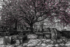 Fallen Petals - Tom Nelson
