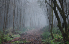 Fog in the  wood - Derrick Phillips