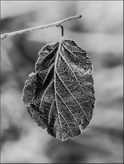 Frosted detail - Isobel Shaw