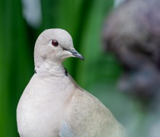 Garden Friend - Michael Kelso