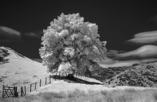 Infra Red Tree - Phil Hobbs