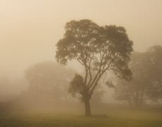 In the mist - Derrick Phillips