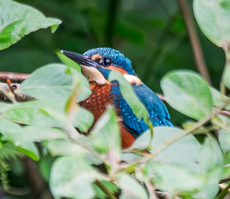 Kingfisher - Isobel Shaw