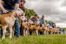 Line Up - Andrew Hall