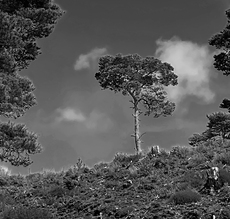 Lonesome Pine - Dane Love