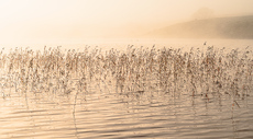 Mist on the Loch - Michael Kelso