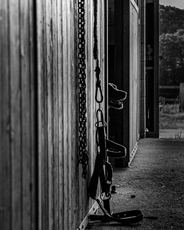 Nosey - Andrew Hall