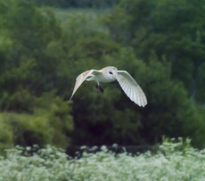1st - Owl