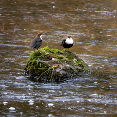 Pair of Dippers - Andrew Hall