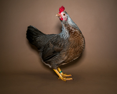 Portrait of a Chicken - Andrew Hall