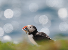Puffin with Sand Eels - Andrew Muspratt