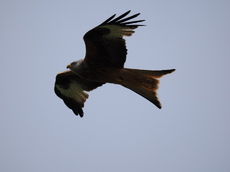Red Kite - Andrew Muspratt