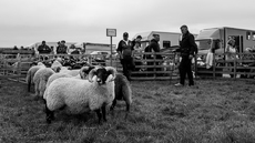 Sheep Show - Andrew Hall