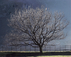 Stormy tree - Phil Hobbs