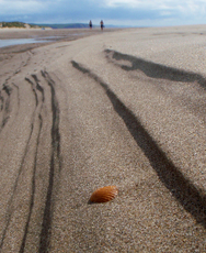 The Shell - Phil Hobbs