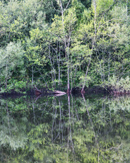 Tree reflections - Ian McClue