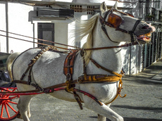 Trotting Grey - Tom Nelson