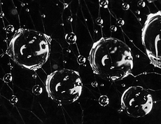 Water Drops on Spider Web - Phil Hobbs