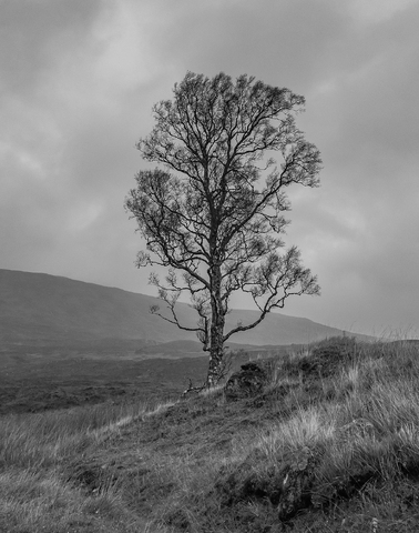 Joint 2nd Tree - Isobel Shaw            