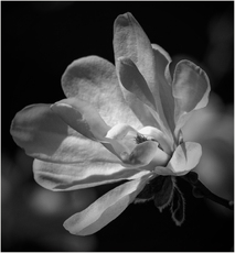 Magnolia - Isobel Shaw