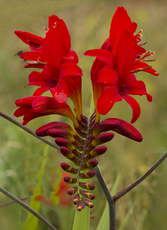 Monbretia - Phil Hobbs