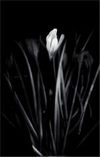 Out of the shadows - Isobel Shaw